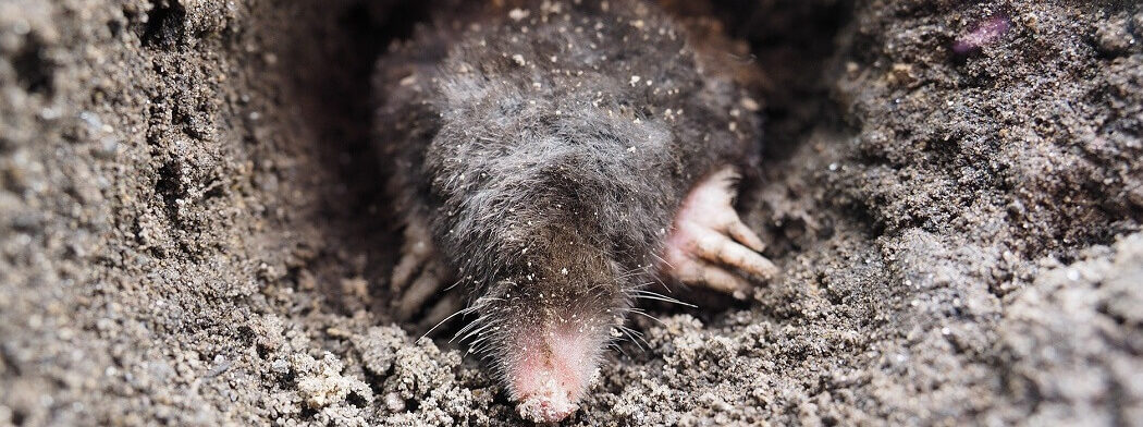 mole-banner